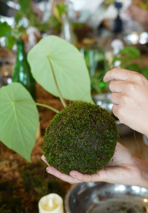 Kokedama Workshop