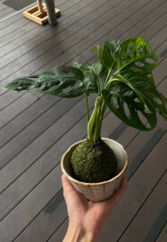 Kokedama Workshop